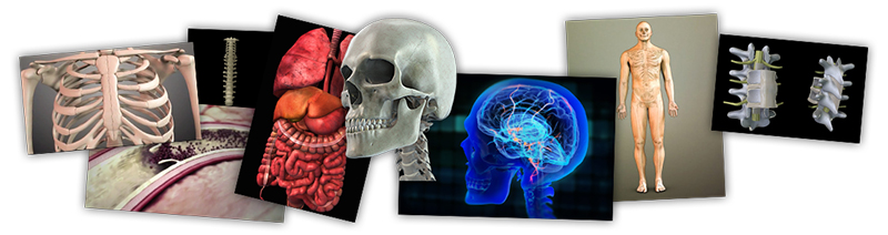 anatomie_ELB